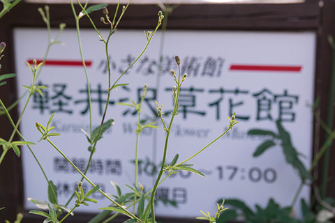 20160812waremokou01.jpg