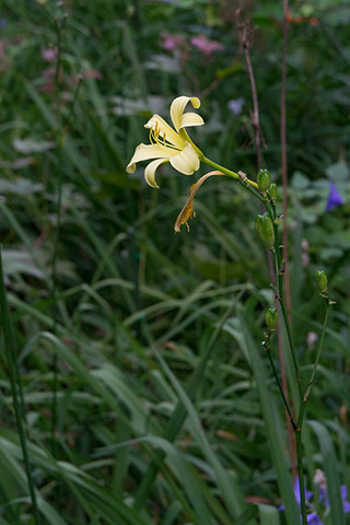 20160813yusuge01-1645.jpg