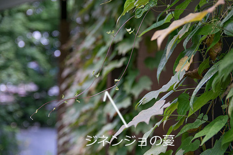 20160815midori02.jpg