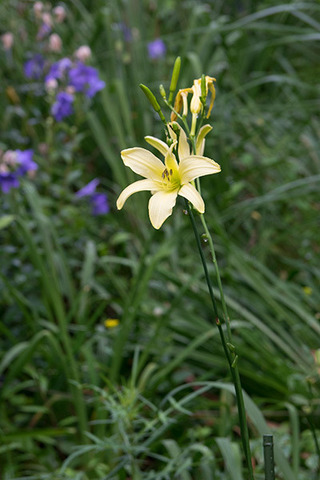20160815yusuge01-1728.jpg