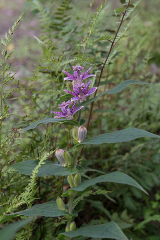 20160823hototogisu01.jpg