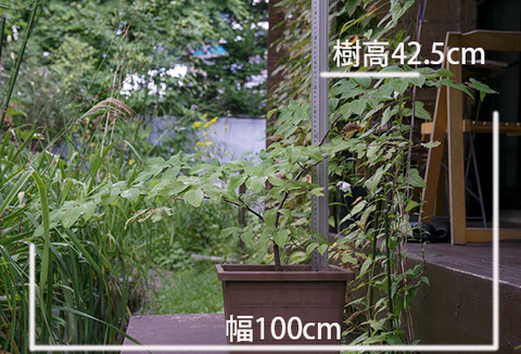 20160825inubuna_A01.jpg