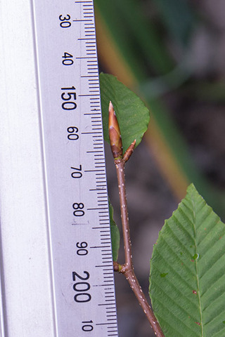 20160825inubuna_B02.jpg