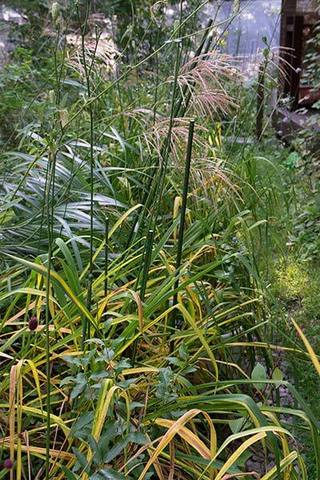 20160901yusuge02-leaf.jpg