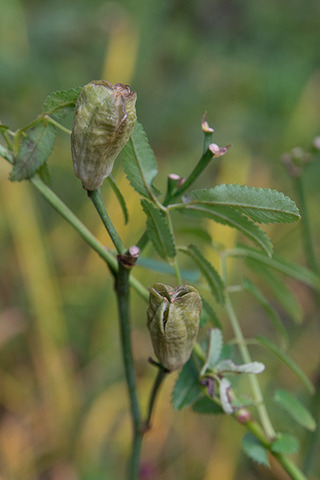 20160902yusuge01-1652.jpg
