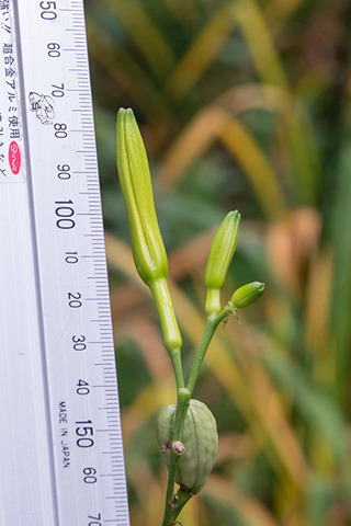 20160904usuge01-1432.jpg