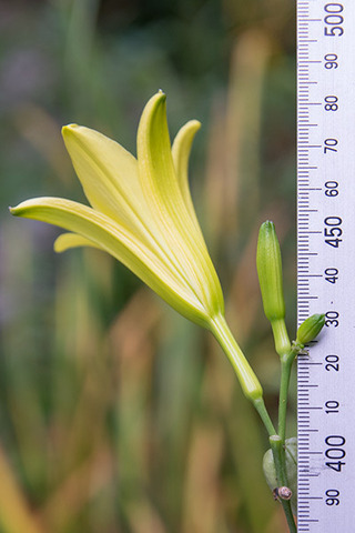 20160905usuge02-1622.jpg