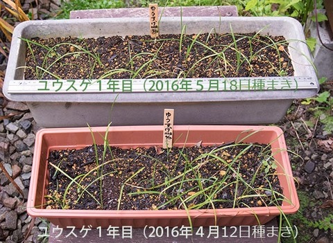 20160905yusuge_1y_planter_01_20160412_0518.jpg