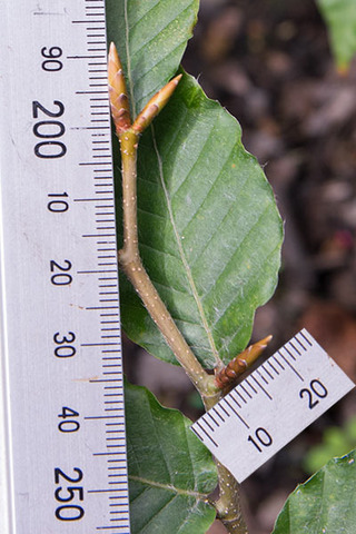 20160907banaB02.jpg