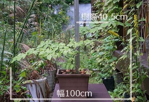 20160924inubuna_A01.jpg