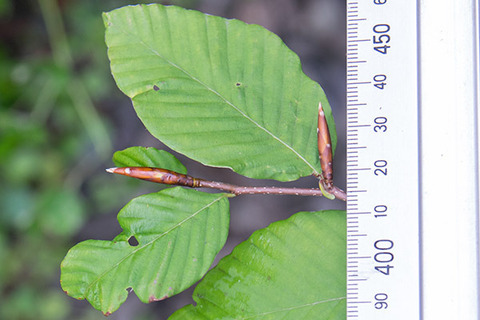20160924inubuna_A02.jpg