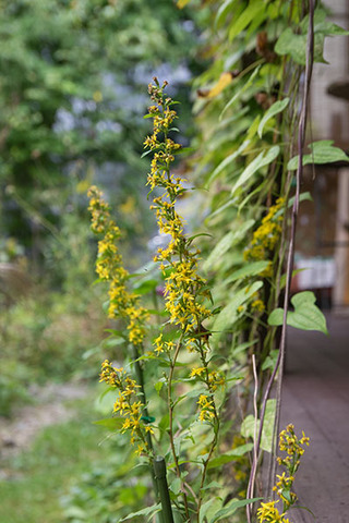20161002akinokirinsou01.jpg