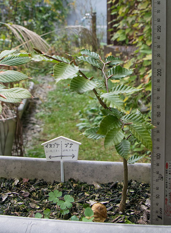 20161013banaA01.jpg