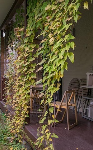 20161020midori02.jpg