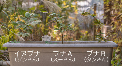 20161027buna&inubana03.jpg