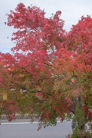 20161030momiji02.jpg
