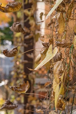 20161106midori03.jpg