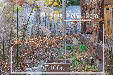 20161113inubuna_A01.jpg