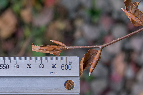 20161113inubuna_B03.jpg