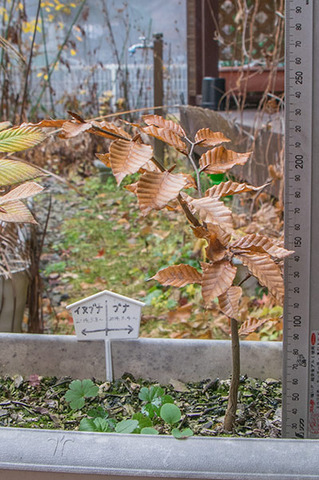20161115banaA01.jpg