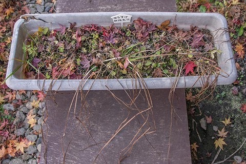 20161118yusuge_3y_planter_20140411.jpg