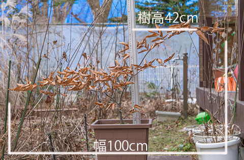 20161130inubuna_A01.jpg