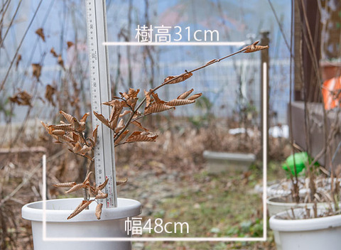 20161130inubuna_B01.jpg