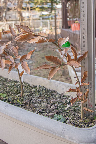 20161225banaB01.jpg