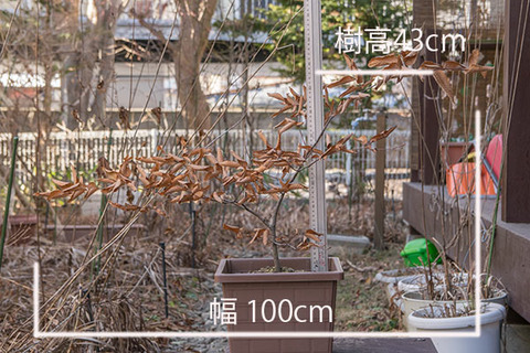 20161225inubuna_A01.jpg