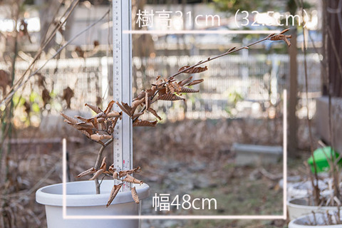 20161225inubuna_B01.jpg