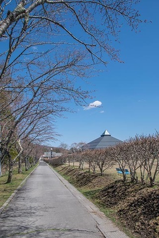 20170423yagasaki-sakura01.jpg