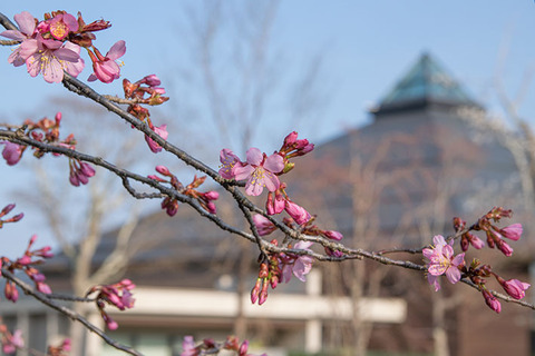 20170425yagasaki-sakura02.jpg
