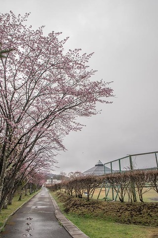 20170427yagasaki-sakura01.jpg