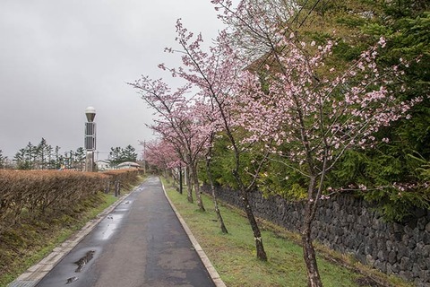 20170427yagasaki-sakura02.jpg