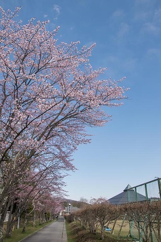 20170428yagasaki-sakura01.jpg