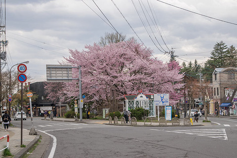 20170429kyu-karuizawa-sakura.jpg