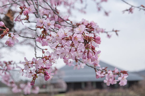 20170429yagasaki-sakura02.jpg