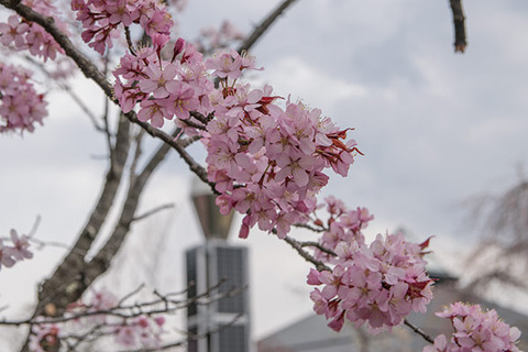 20170429yagasaki-sakura04.jpg