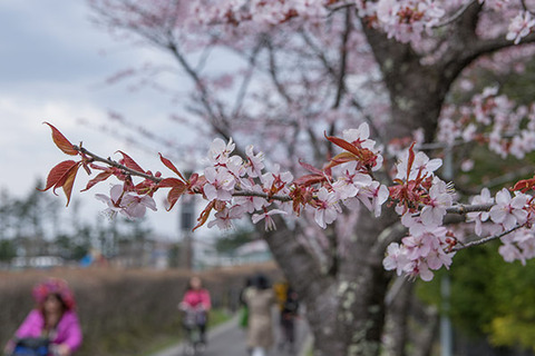 20170429yagasaki-sakura05.jpg