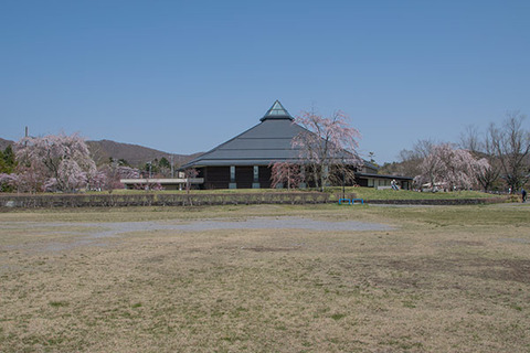 20170430yagasaki-sakura04.jpg