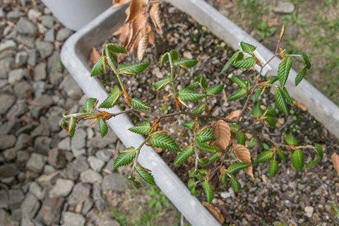 20170506bunaA01.jpg