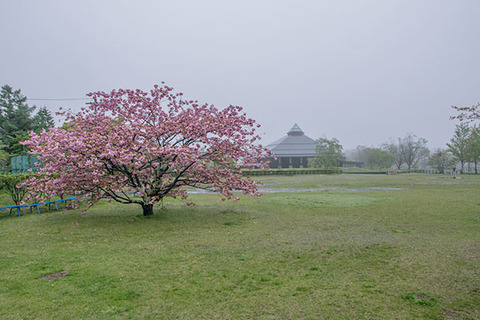 20170513yagasaki-sakura01.jpg