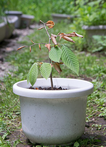20170531inubuna_4y_son_01.jpg