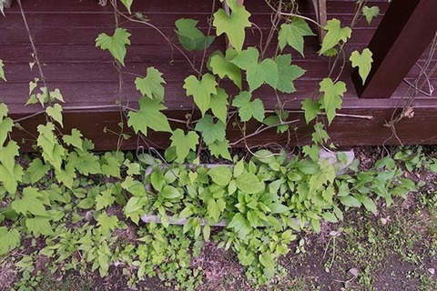 20170601midori01.jpg