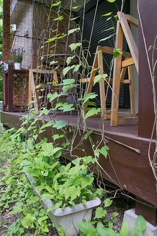 20170601midori02.jpg