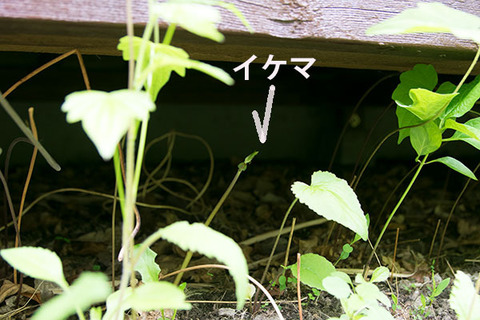 20170601midori03ikema.jpg