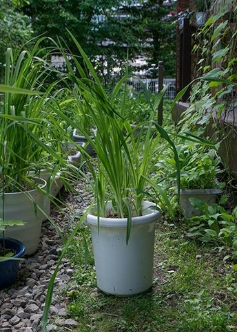 20170603yusuge_8y_pot.jpg
