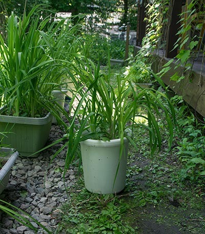 20170603yusuge_8y_pot_yasuge.jpg