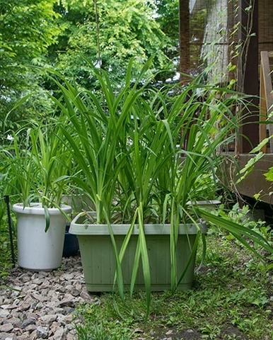 20170603yusuge_planterA_9y.jpg