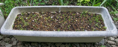 20170603yusuge_planter_1yA_20170414-01.jpg
